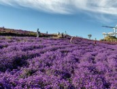 ★거창 감악산 아스타국화 축제★ 당일여행