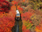 ★곤지암in화담숲★당일여행