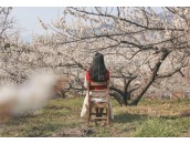 광양 매화 축제 & 하동 최참판댁 당일치기