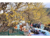 광양 매화축제 & 구례 산수유 축제 당일치기